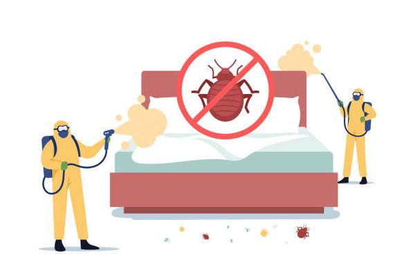 How to Identify and Eliminate Bed Bugs: Expert Treatment Tips